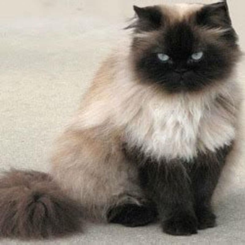 Whats the difference between Himalayan and Persian cats?