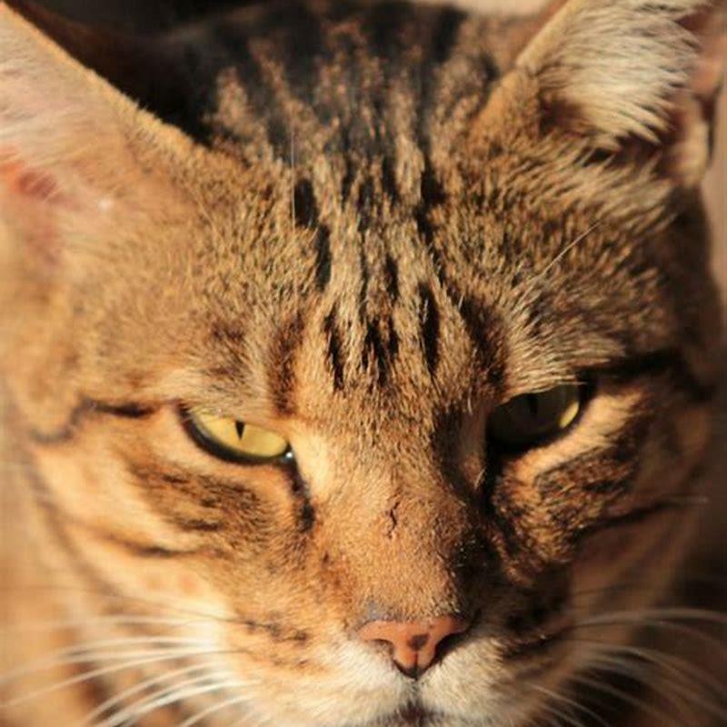 When did cats come to earth?