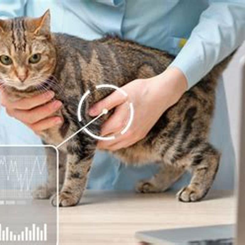 When should I worry about a heart murmur in my cat?