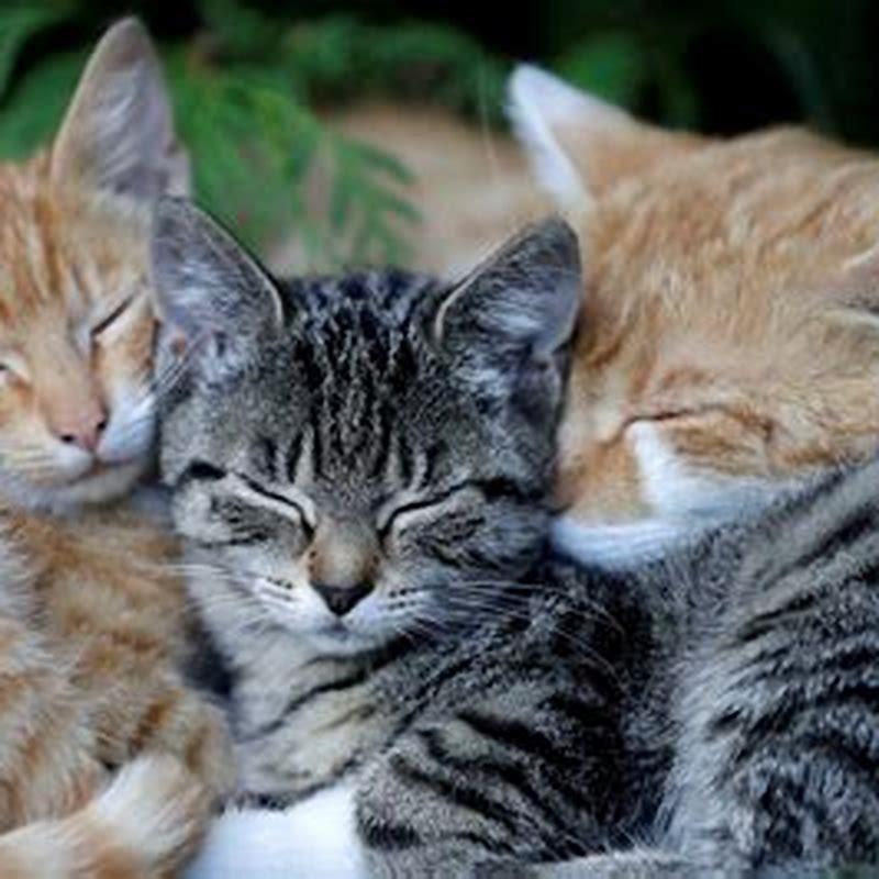 When was the first pet cat?