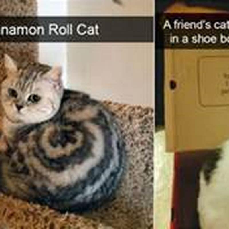 Where are cats really from?