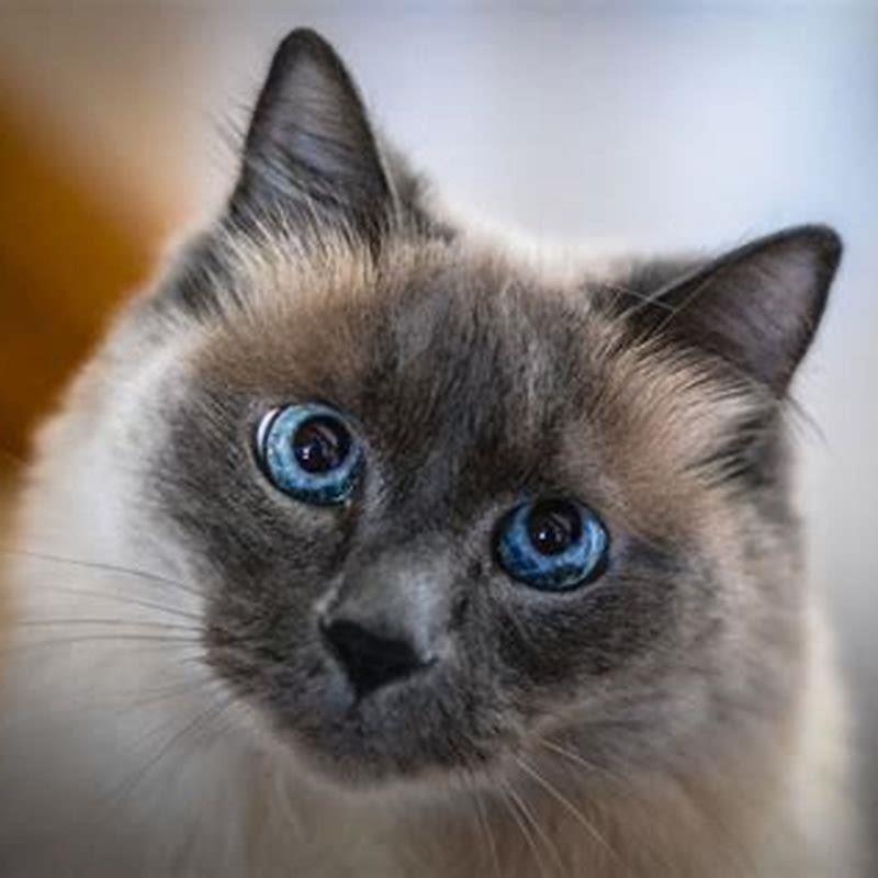 Where are Siamese cats originated?