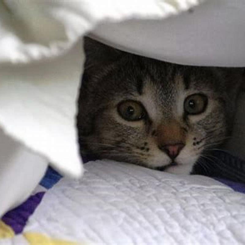 Where do cats hide indoors? - DIY Seattle