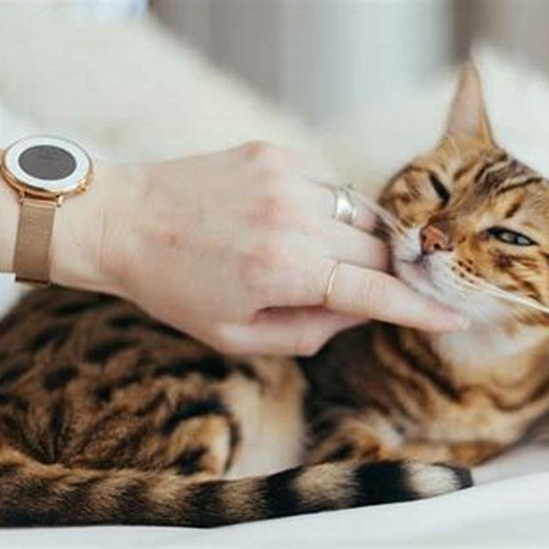Where do cats not like to be scratched?