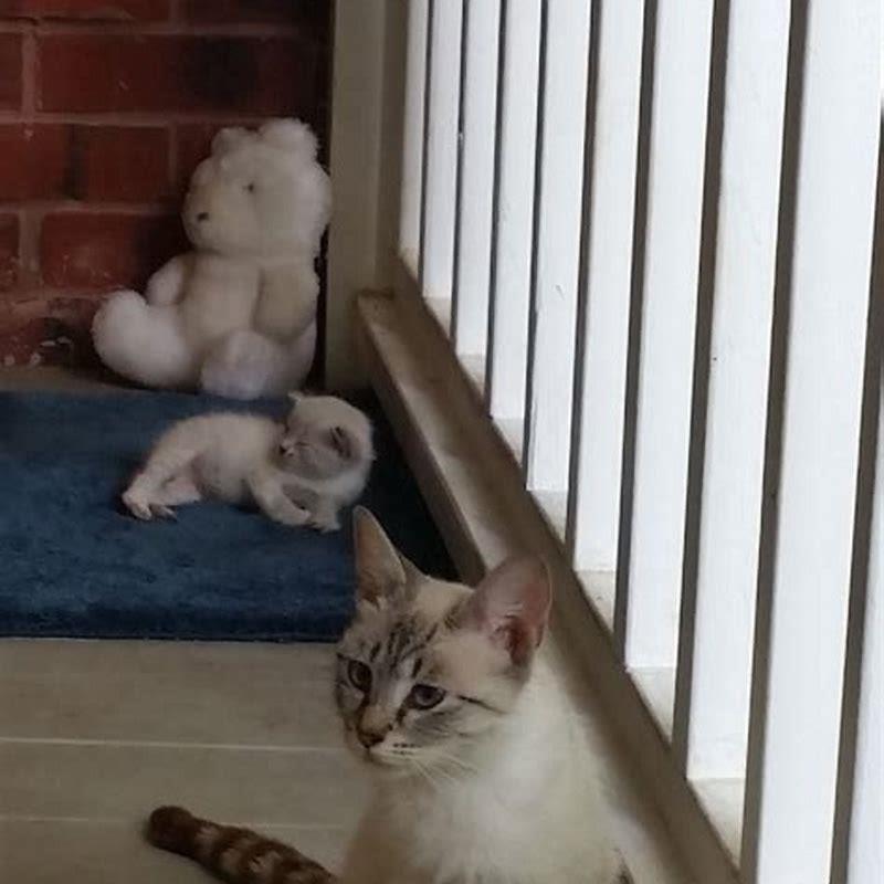 Where do I put Terramycin on my cat?