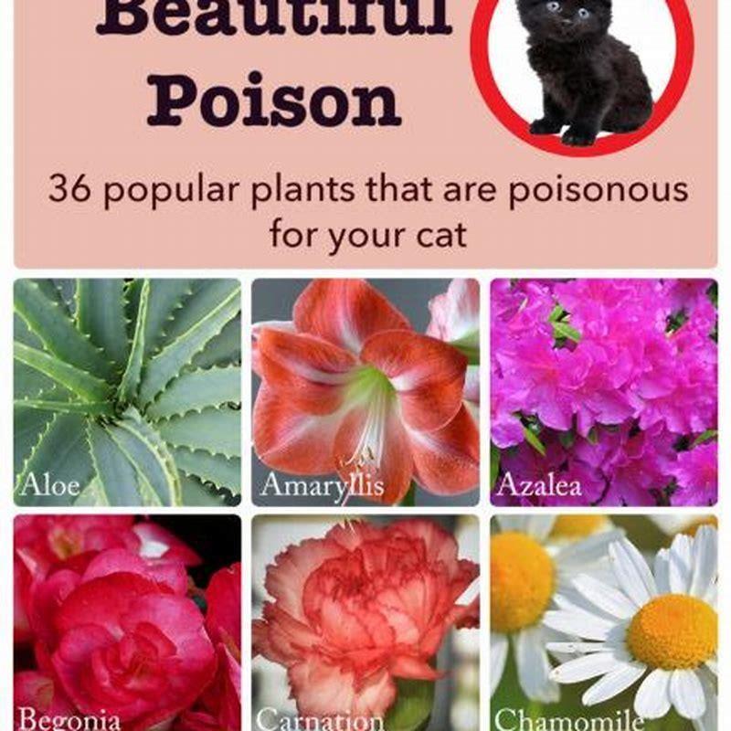 which-flowers-are-most-toxic-to-cats-diy-seattle