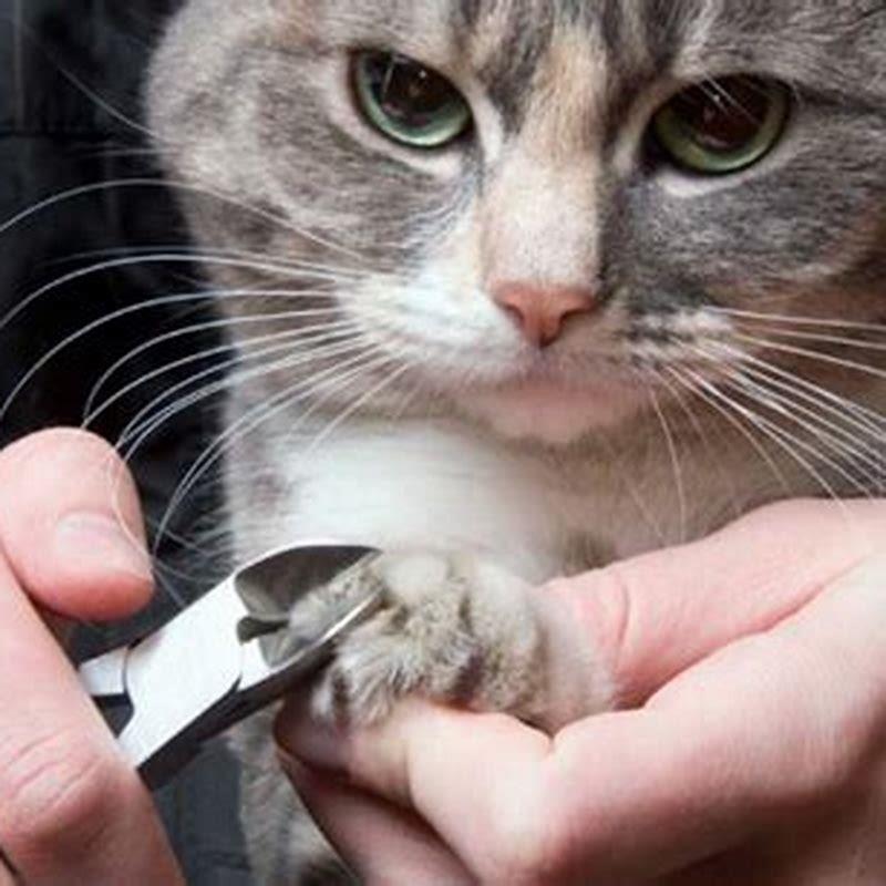 Who can cut my cats nails?