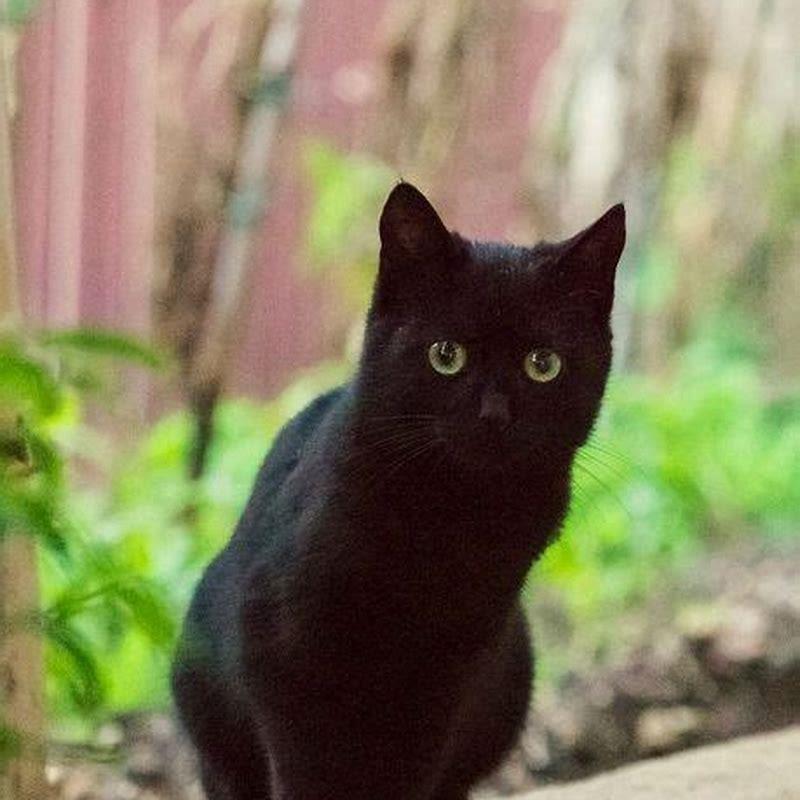 Why are black cats so mean?
