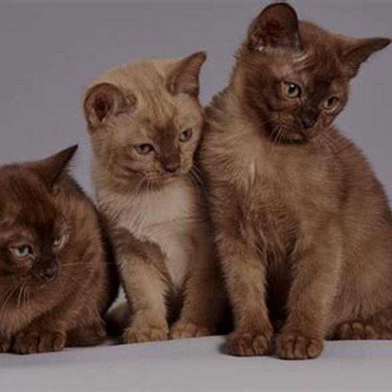 Why are Burmese cats so friendly?