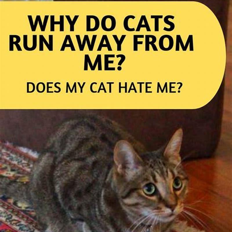 why-are-cats-always-trying-to-run-away-diy-seattle