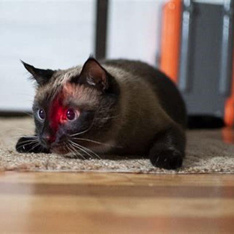 Why are cats crazy about lasers?