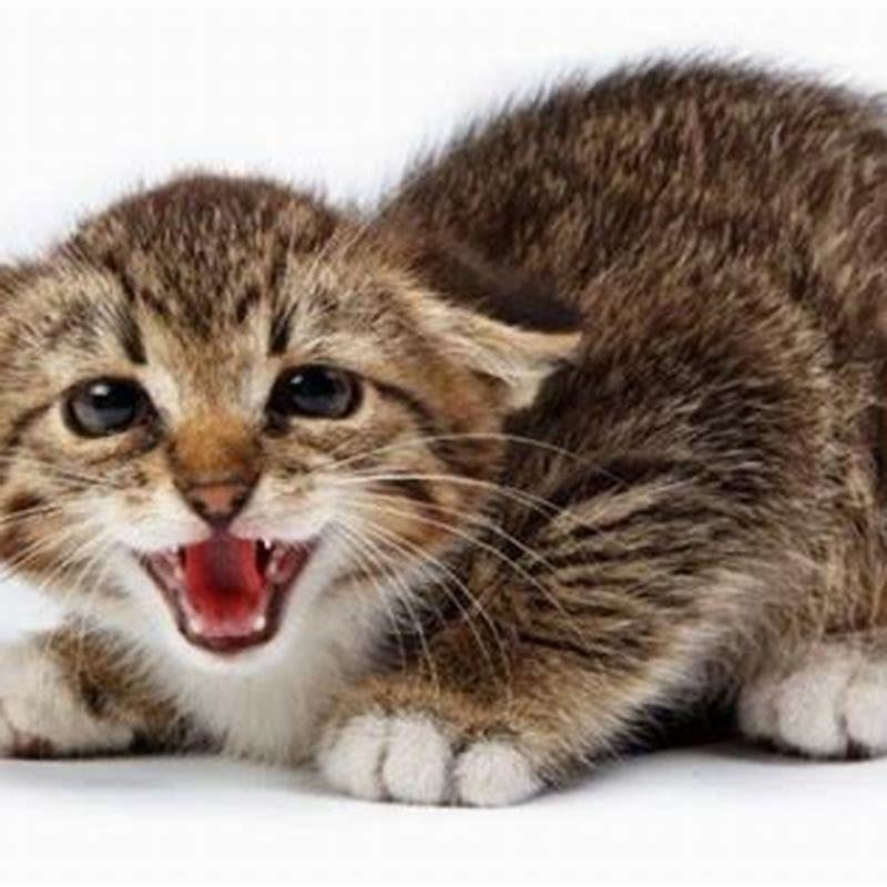 Why are cats ears so flexible?