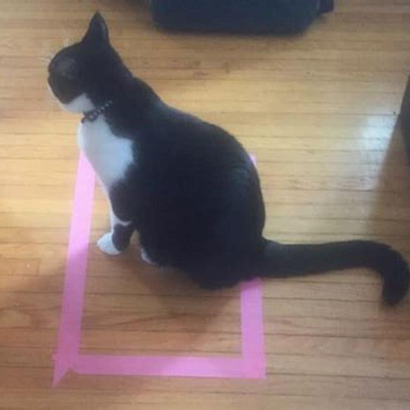 Why are cats obsessed with squares?