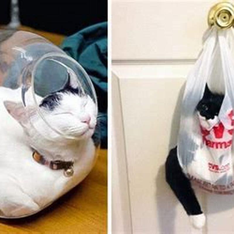 Why are cats really flexible?