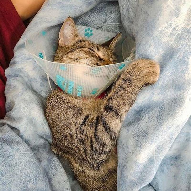 Why are cats so fascinated with string?