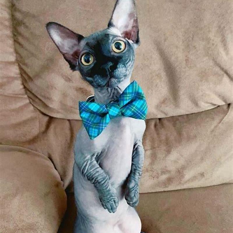 Why are cats so scary?