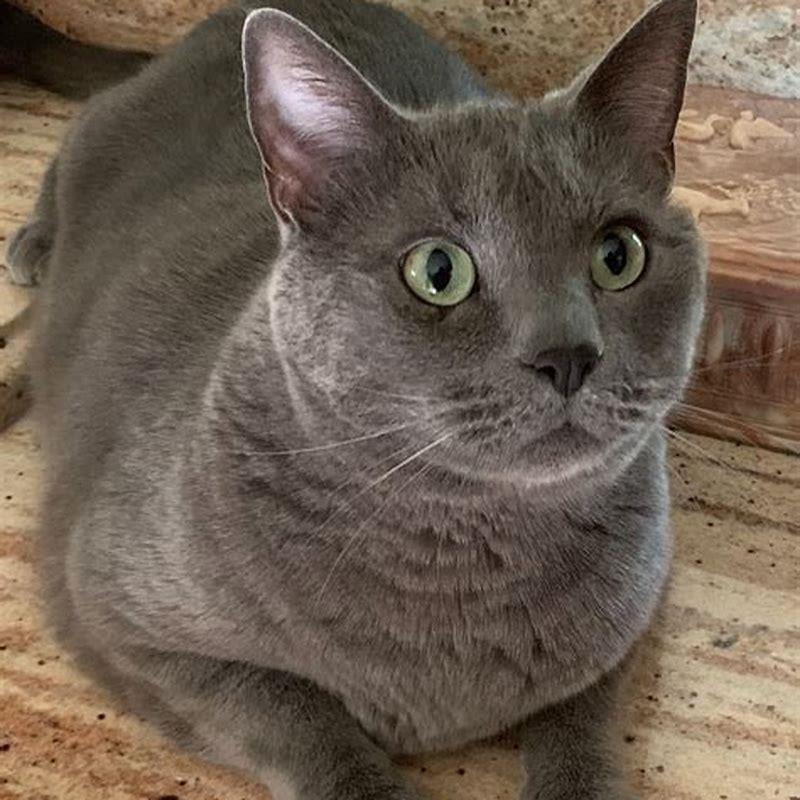 why-are-russian-blue-cats-expensive-diy-seattle