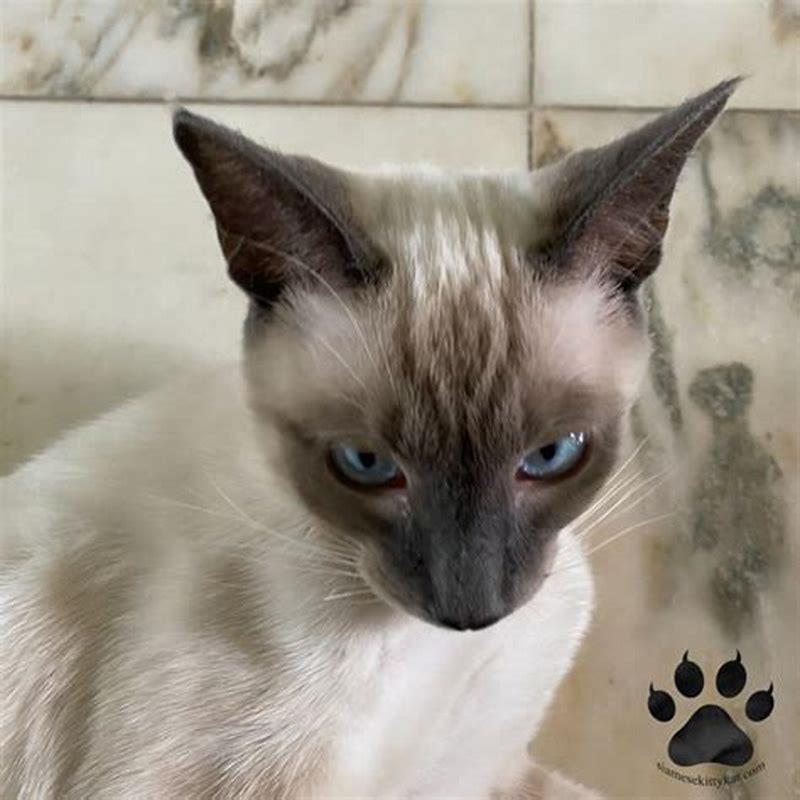Why are Siamese cats so crazy?