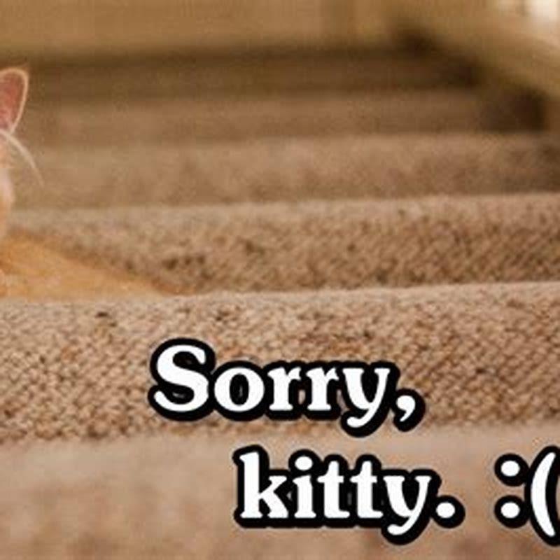 Why cats are terrible pets?