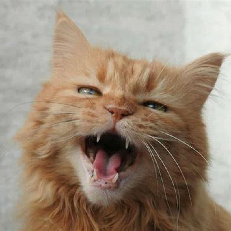 Why cats meow for no reason?