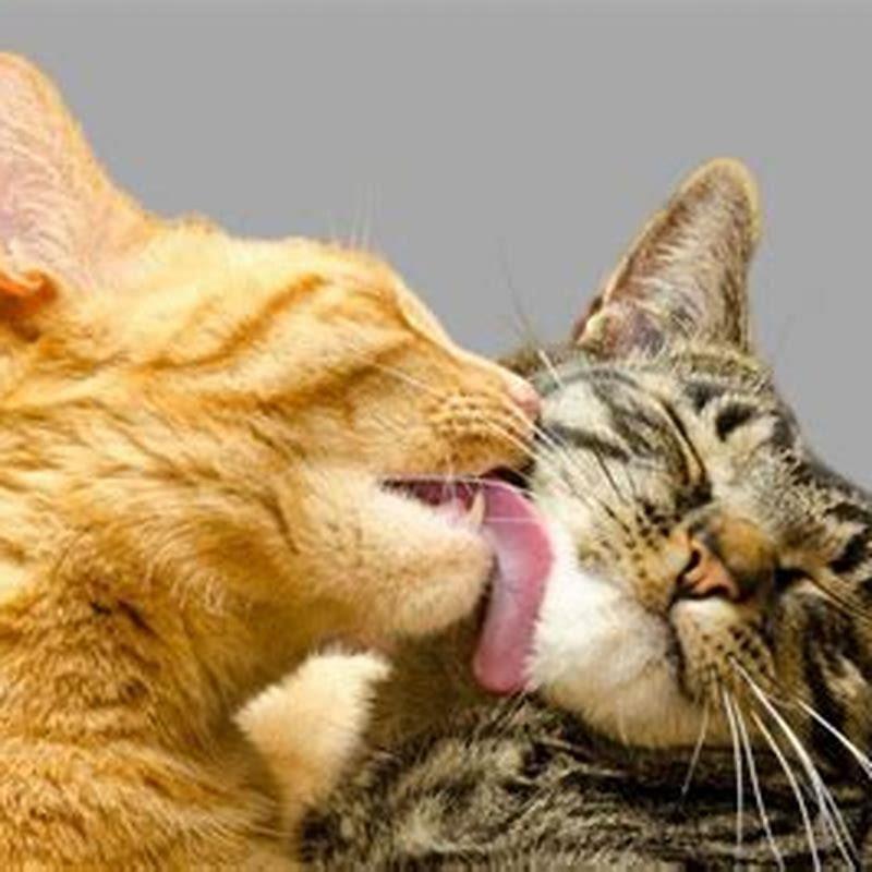 Why do cats bite other cats while grooming?