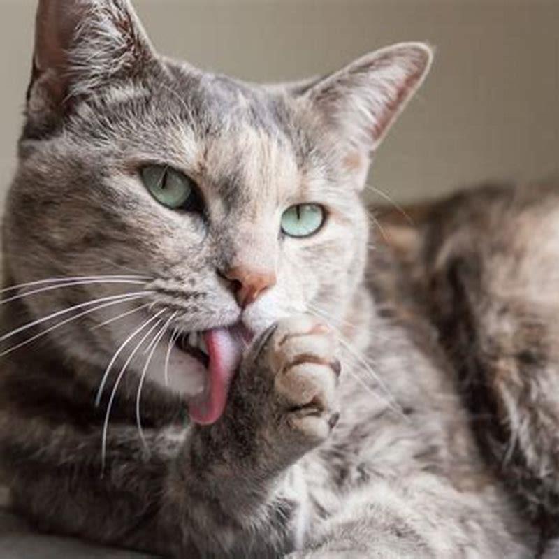 Why do cats clean themselves together?