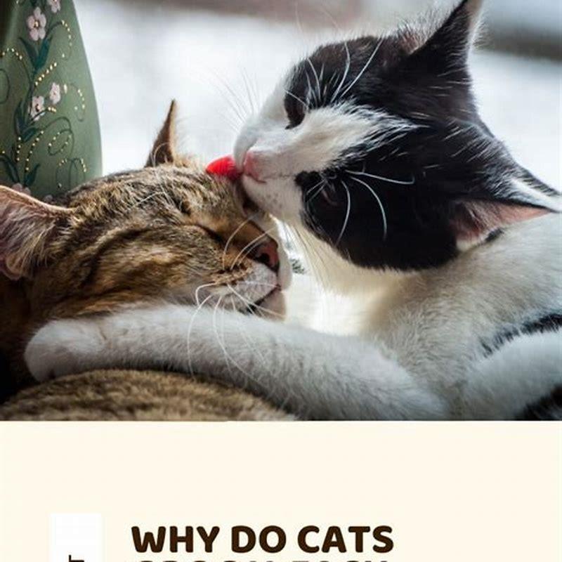 Why do cats click at other cats?