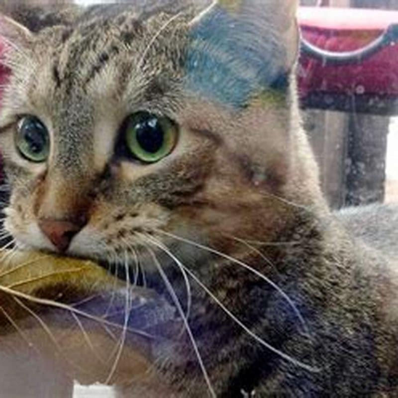 Why Do Cats Eat Dead Cats DIY Seattle do-cats-eat-mice-whole-things-you-need-to-know-learnaboutcat