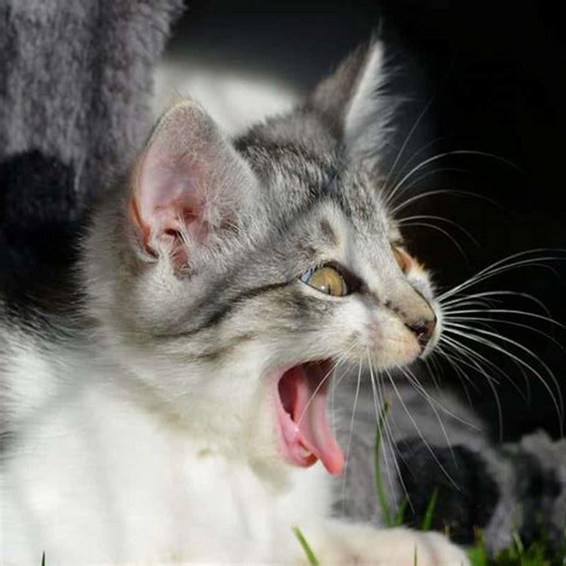 Why do cats find cucumbers scary?