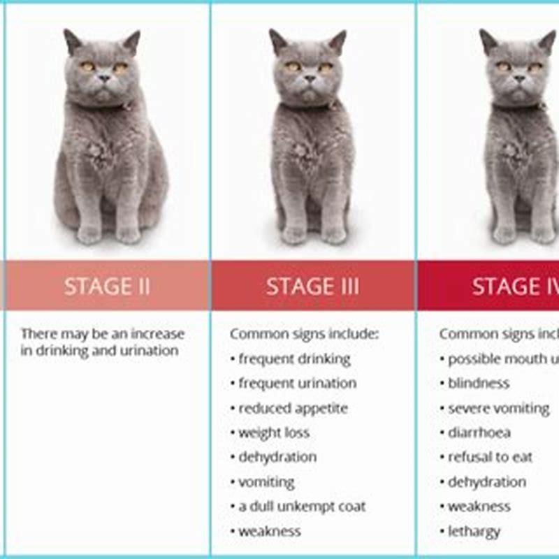 3-ways-to-treat-kidney-disease-in-cats-wikihow