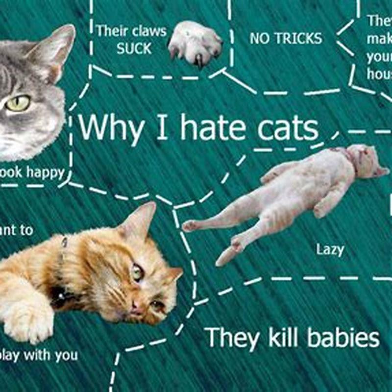Why do cats hate me for no reason?