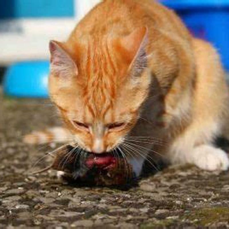 Why Do Cats Kill Rats DIY Seattle