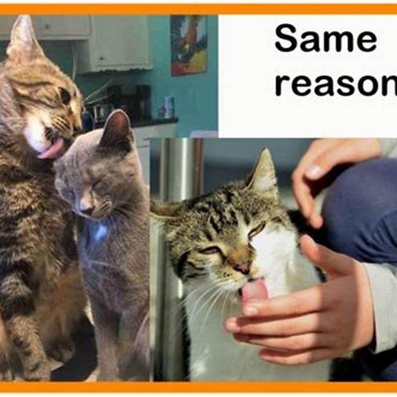 why-do-cats-let-other-cats-eat-first-diy-seattle