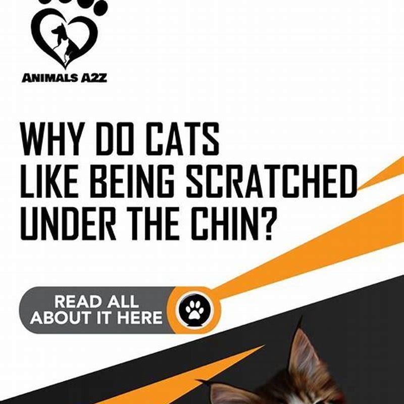 Why do cats like to be scratched under the chin?