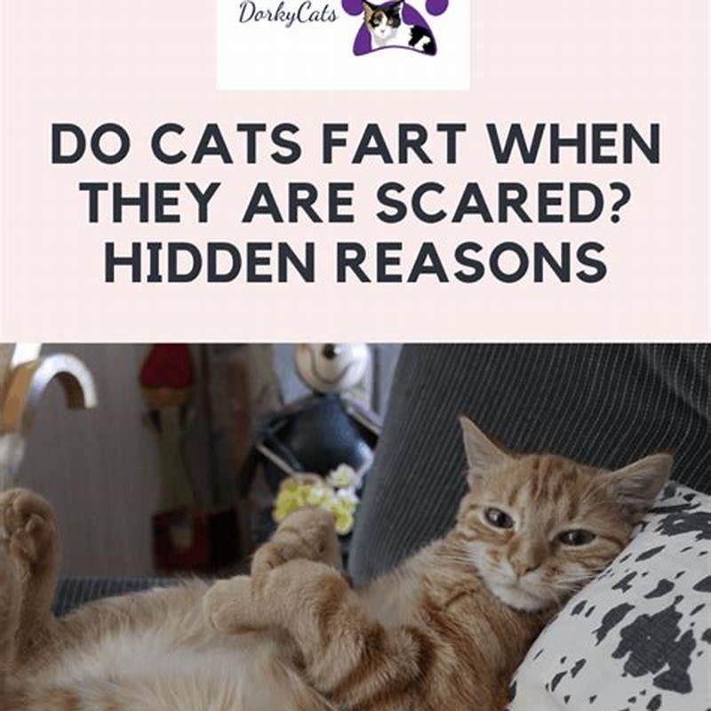 Why do cats not fart?