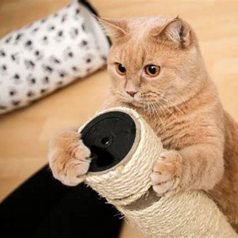 Why do cats scratch at glass?