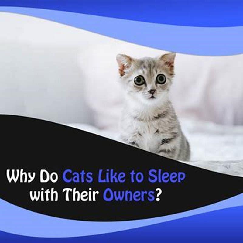 why-do-cats-sleep-next-to-their-owners-at-night-diy-seattle