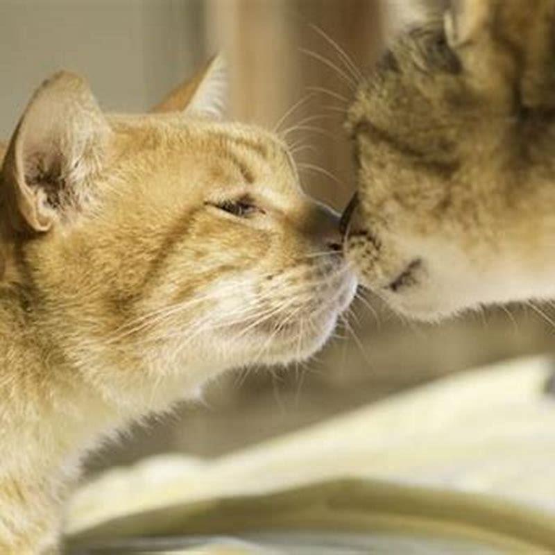 Why do cats smell other cats?