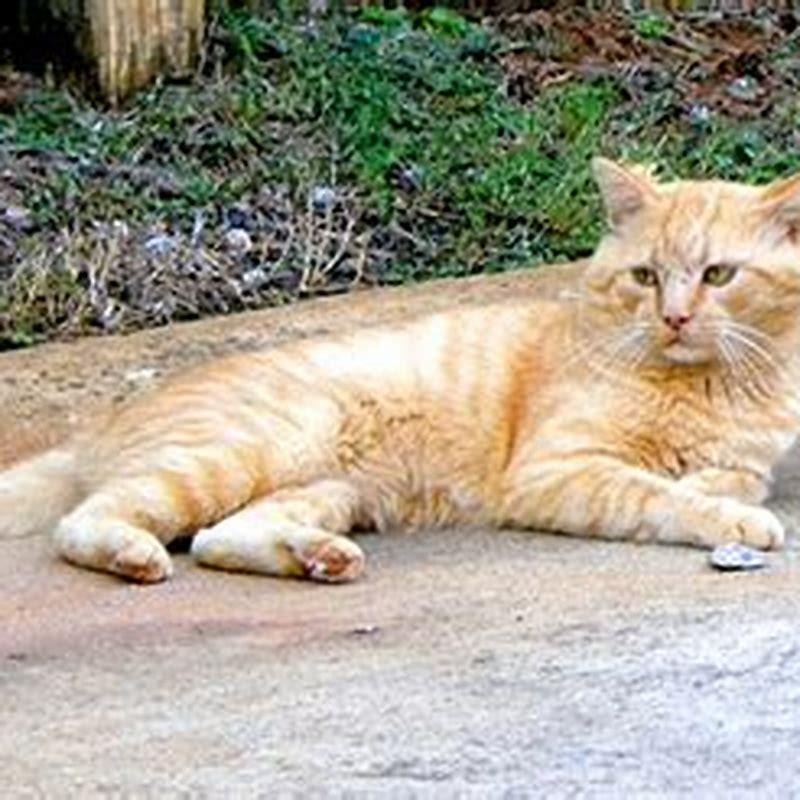Why do cats suddenly leave home?