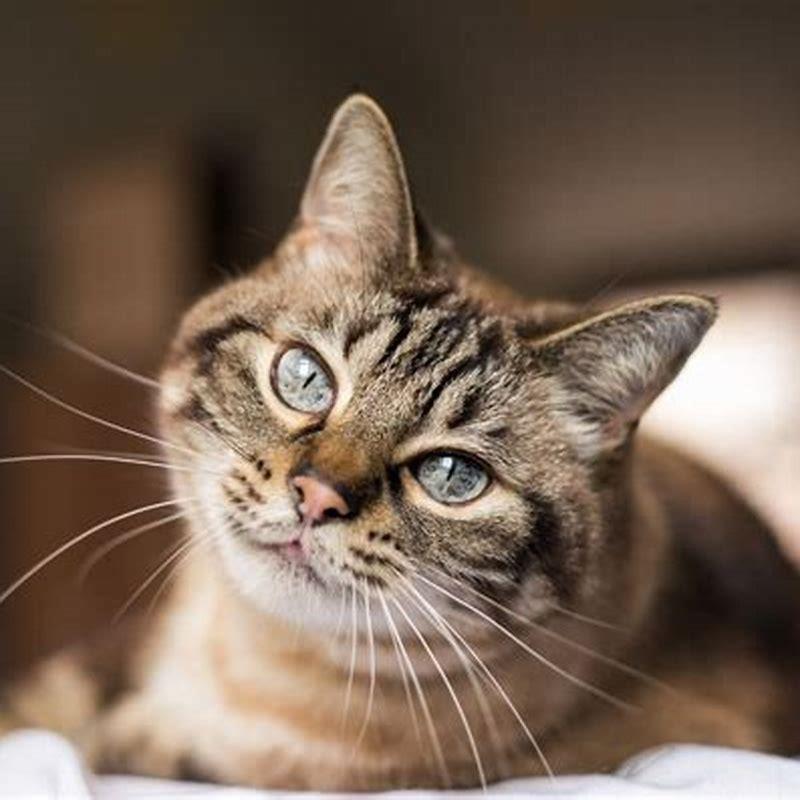 Why do outdoor cats disappear?