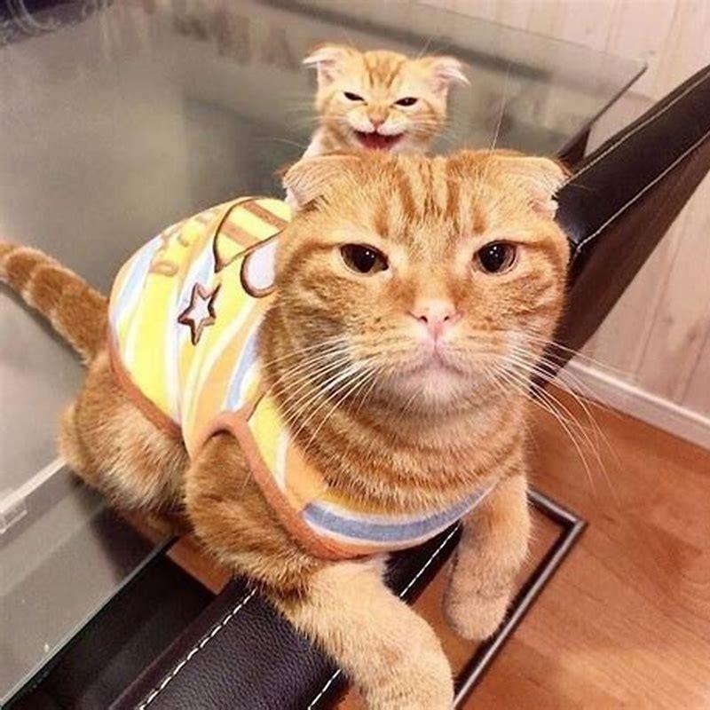 Why do people love tabbies?