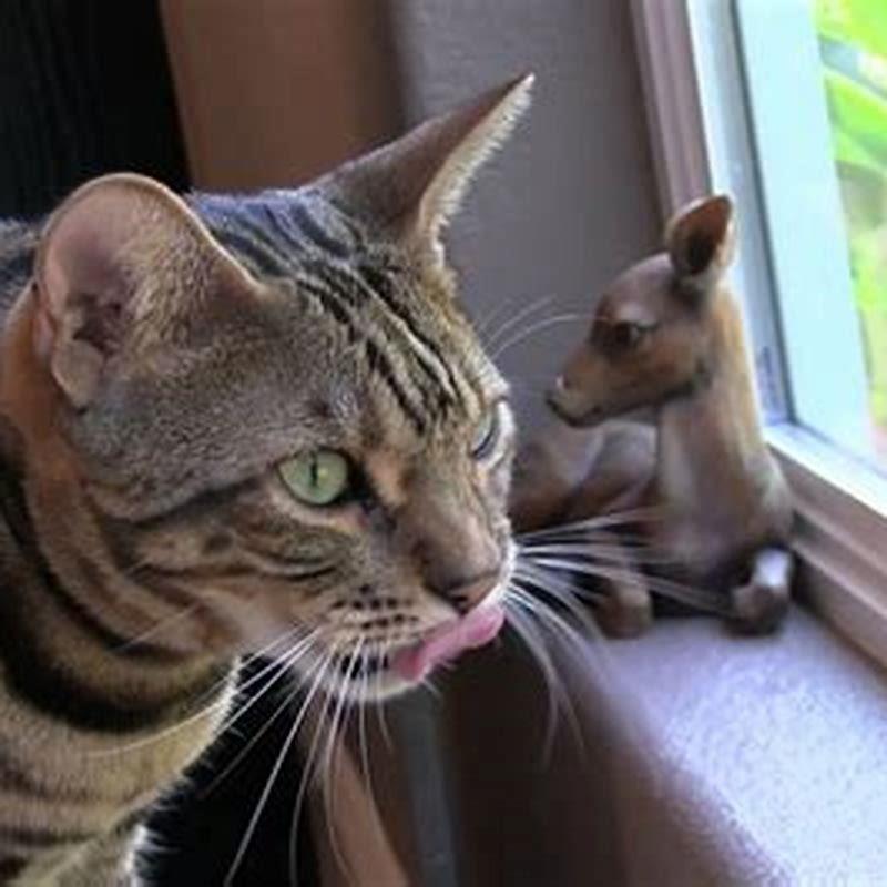 Why does cat chatter at me?