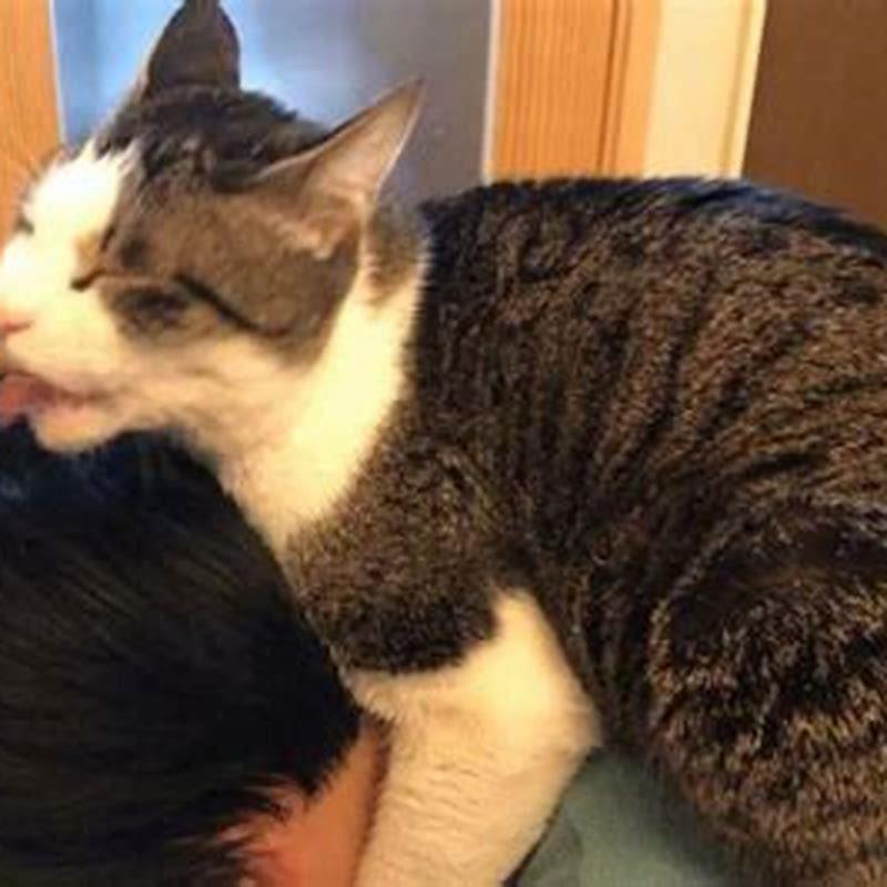 Why does my cat always clean my other cat?
