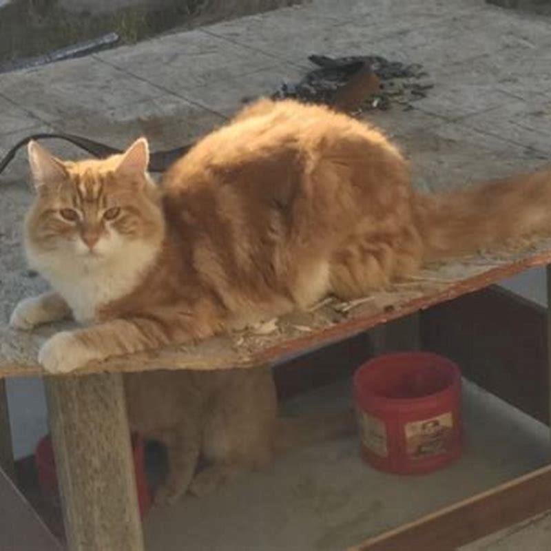Why does my cat eat my other cats fur?