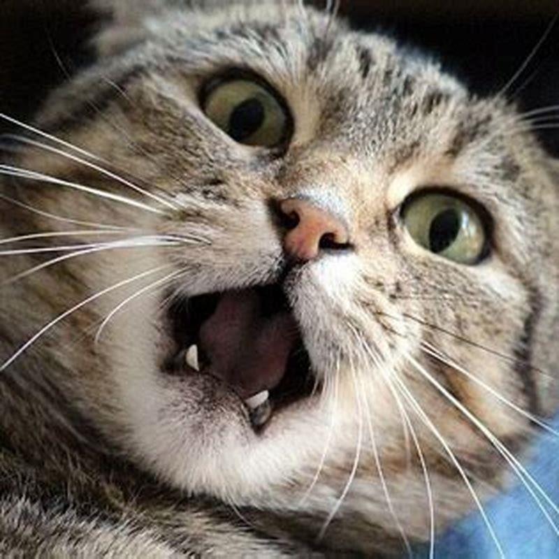 Why does my cat gently bite my other cat?