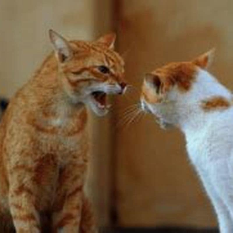 Why does my cat hiss at me when other cats are around?
