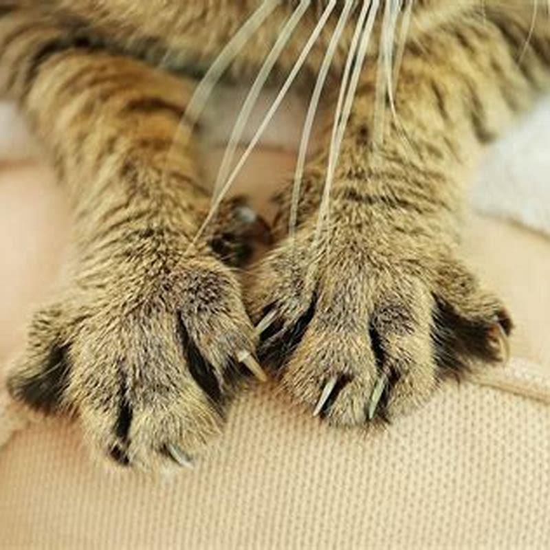 Why does my cat knead me before he lays down?