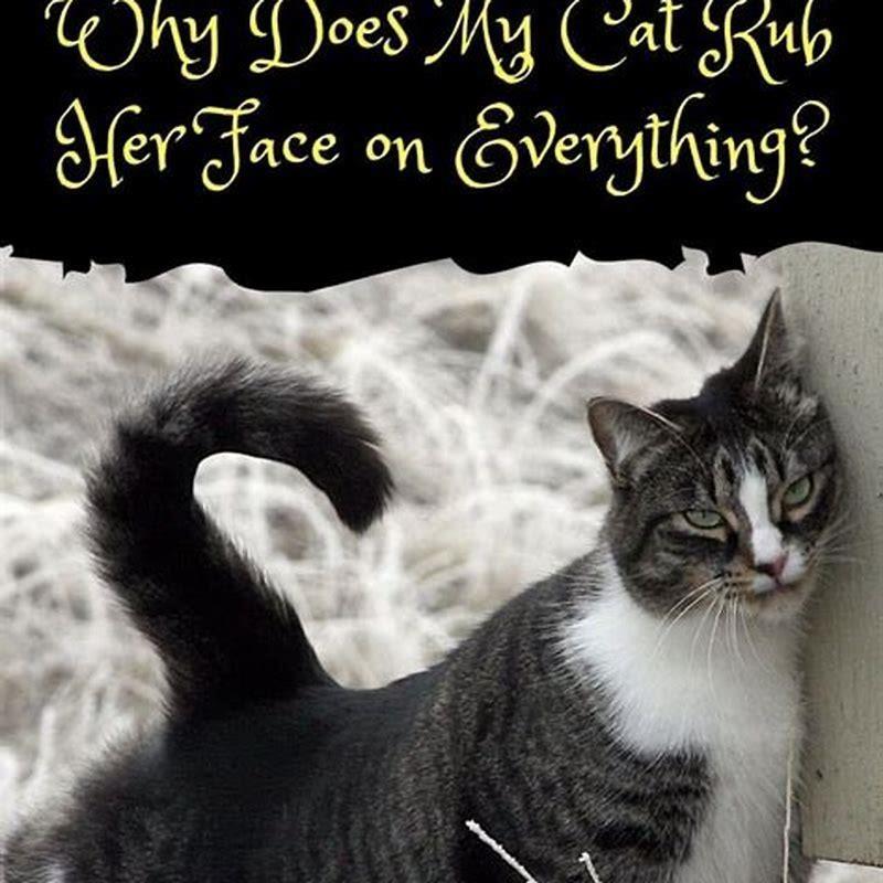 Why does my cat rub on things when I pet her? DIY Seattle