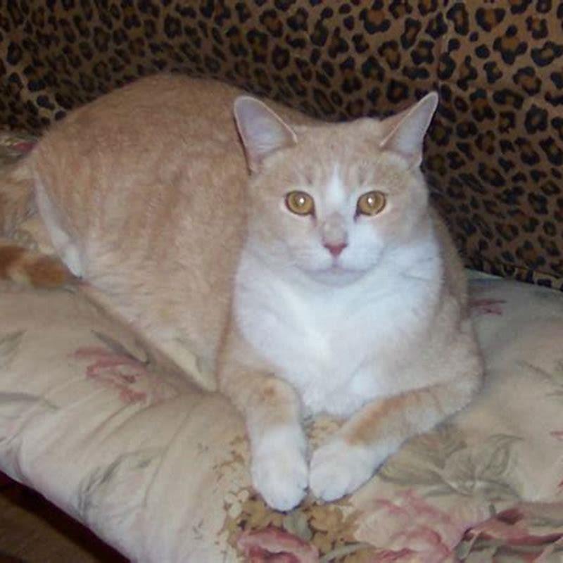 Why does my cat sit with his paws tucked in?