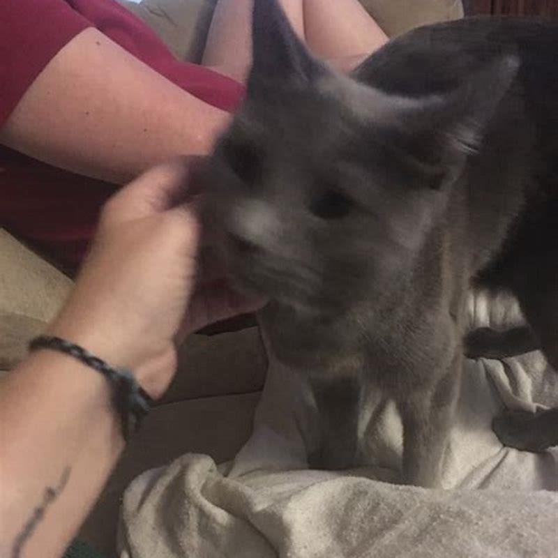 Why does my cat turn her head away from me?